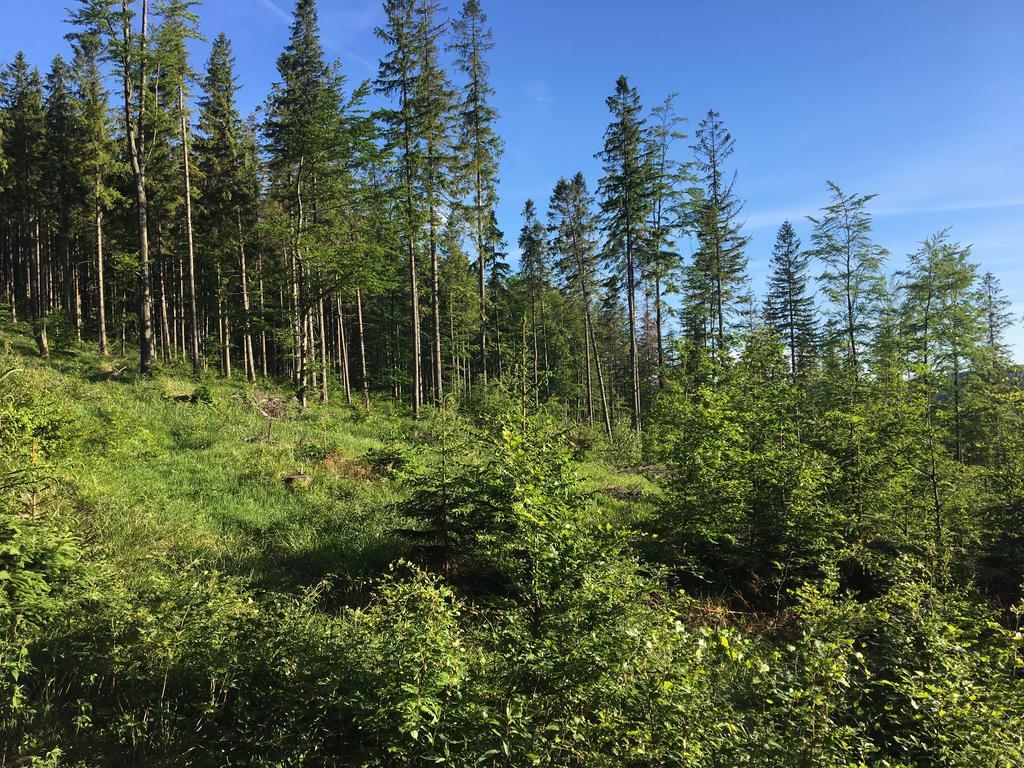 Agroturystyka Lesny Zakatek Stryszawa Exteriér fotografie